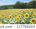 Sunflower field spreading to one side Sunflower field spreading to one side 117768269