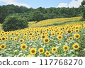 Sunflower field spreading to one side Sunflower field spreading to one side 117768270