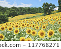 Sunflower field spreading to one side Sunflower field spreading to one side 117768271