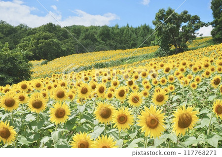 Sunflower field spreading to one side Sunflower field spreading to one side 117768271
