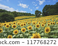 Sunflower field spreading to one side Sunflower field spreading to one side 117768272