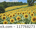 Sunflower field spreading to one side Sunflower field spreading to one side 117768273