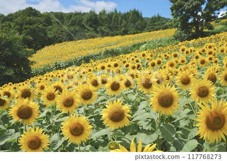 Sunflower field spreading to one side 117768273