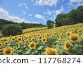 Sunflower field spreading to one side Sunflower field spreading to one side 117768274