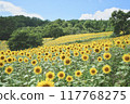 Sunflower field spreading to one side Sunflower field spreading to one side 117768275