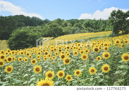 Sunflower field spreading to one side Sunflower field spreading to one side 117768275