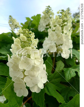 Kashiwaba繡球花 Kashiwaba繡球花 117768288
