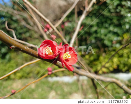 Blurred flower 117768292