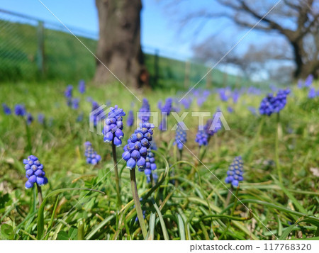 Wild Muscari Flowers 117768320