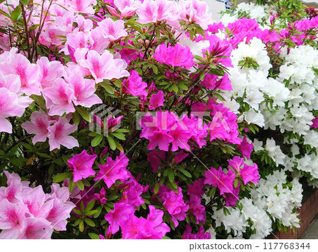 與杜鵑花的風景 117768344