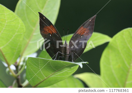 A male leaf butterfly on a tree in the Yanbaru forest A male leaf butterfly on a tree in the Yanbaru forest 117768361