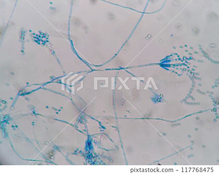 青黴屬真菌 117768475