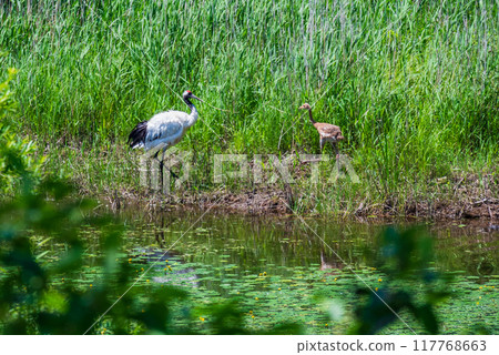 A mother and baby red-crowned crane meet in the Kushiro marshland A mother and baby red-crowned crane meet in the Kushiro marshland 117768663