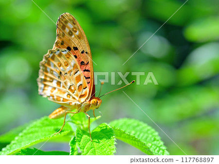 A swallowtail butterfly resting on a leaf 117768897
