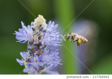 A bee on a Pontederia A bee on a Pontederia 117768942