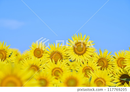 盛夏的向日葵田 117769205