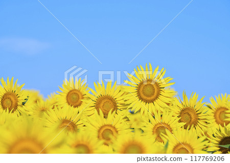 Sunflower fields in Zama City, Kanagawa Prefecture 117769206