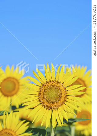 Sunflower field in midsummer 117769212