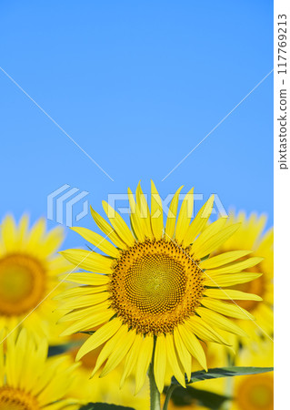 盛夏的向日葵田 盛夏的向日葵田 117769213