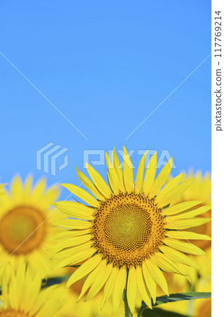 Sunflower field in midsummer 117769214