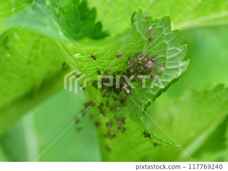 條紋蜘蛛和孩子們 117769240