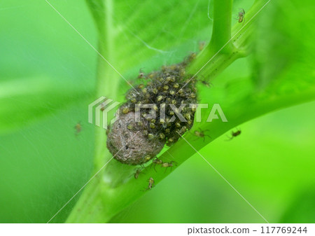 Striped running spider and its children 117769244