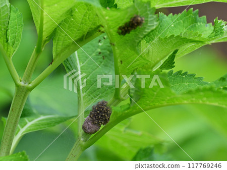 Striped running spider and its children 117769246