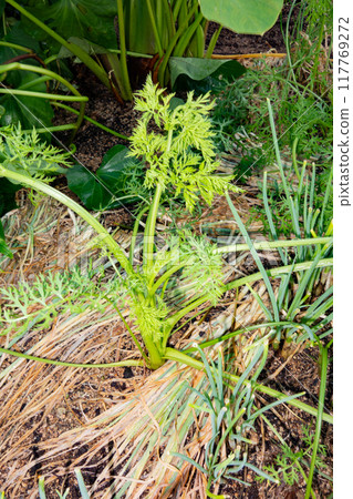 Carrot cultivation in the kitchen garden 117769272