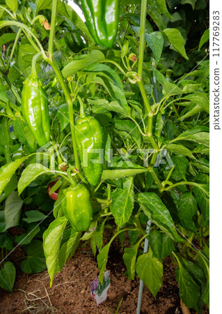 August vegetable garden, peppers before harvest 117769283