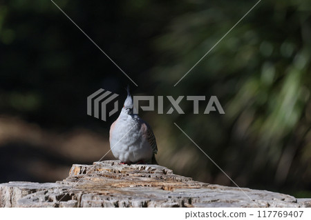 A pointed-headed waxwing perches on a stump, peering around. 117769407