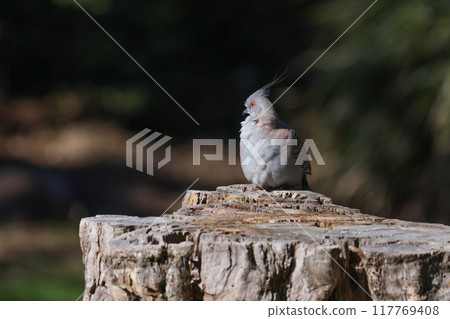 A pointed-headed waxwing perches on a stump, peering around. A pointed-headed waxwing perches on a stump, peering around. 117769408