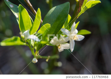 夏季金橘花 117769468