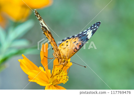 Indian Fritillary perching on Kibana Cosmos 117769476