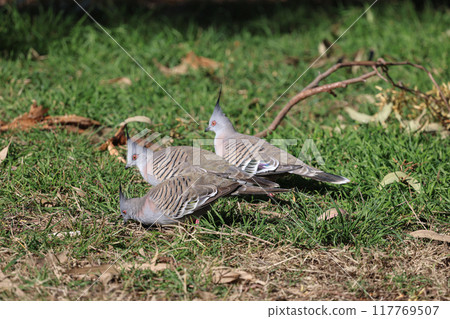 The waxwing pigeon, with its distinctive pointed head, wanders across the grass in search of food. The waxwing pigeon, with its distinctive pointed head, wanders across the grass in search of food. 117769507
