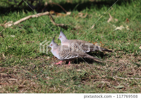 The waxwing pigeon, with its distinctive pointed head, wanders across the grass in search of food. The waxwing pigeon, with its distinctive pointed head, wanders across the grass in search of food. 117769508