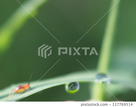 Autumn insects and water droplets on the leaves of weeds (Goosegrass after rain in the late summer sunshine) Autumn insects and water droplets on the leaves of weeds (Goosegrass after rain in the late summer sunshine) 117769514