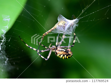 Catching the long-jawed orb spider Catching the long-jawed orb spider 117769524