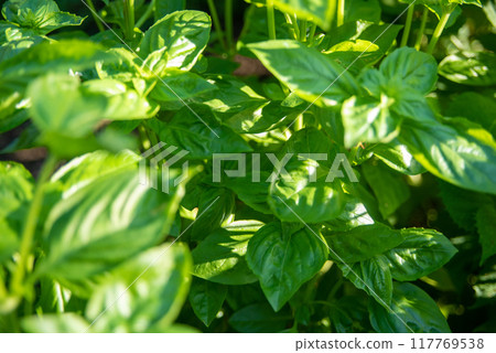 Basil leaves with focus on the center 117769538