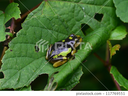 黑樹蛙 黑樹蛙 117769551