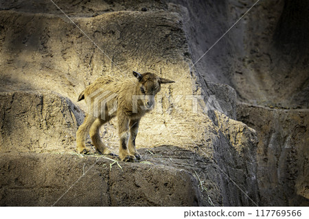 Staring baby markhor 117769566