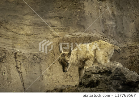 Baby markhor climbing down from a rock 117769567