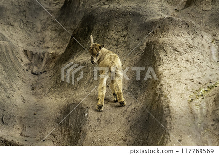 嬰兒馬霍爾回頭看 嬰兒馬霍爾回頭看 117769569