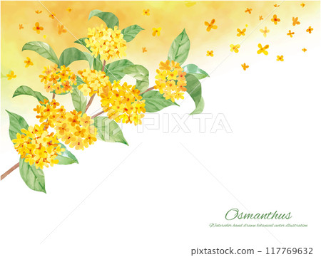 Vector illustration decorative material of osmanthus painted in watercolor 117769632