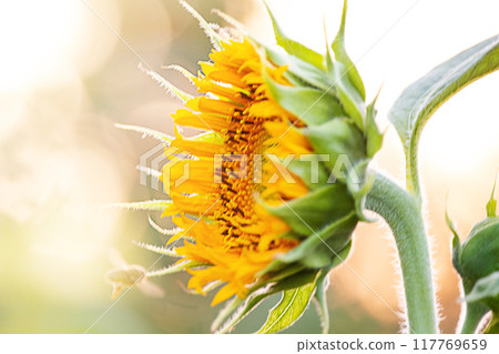 A sunflower flower and a bee flying to it. Fine focus line on sunflower 117769659