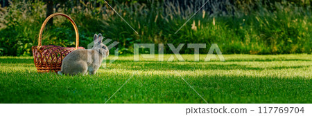 A gray rabbit sits near an empty wicker basket on a green lawn, surrounded by lush vegetation, creating a serene outdoor scene. A gray rabbit sits near an empty wicker basket on a green lawn, surrounded by lush vegetation, creating a serene outdoor scene. 117769704