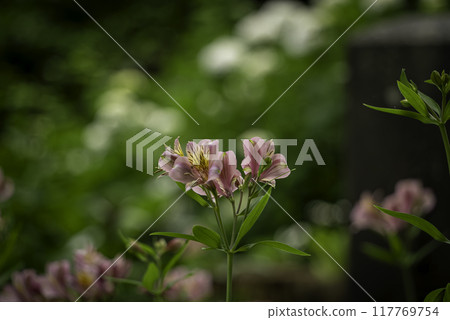 Alstroemeria 117769754