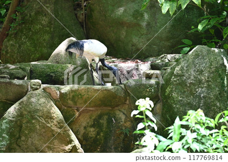 African sacred ibis at the zoo African sacred ibis at the zoo 117769814