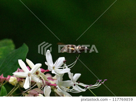 日本黑白花的花朵 117769859
