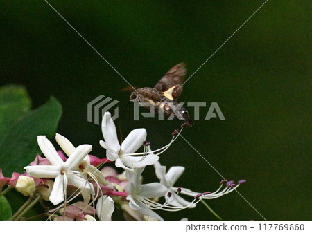 日本黑白花的花朵 117769860
