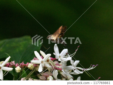 日本黑白花的花朵 117769861